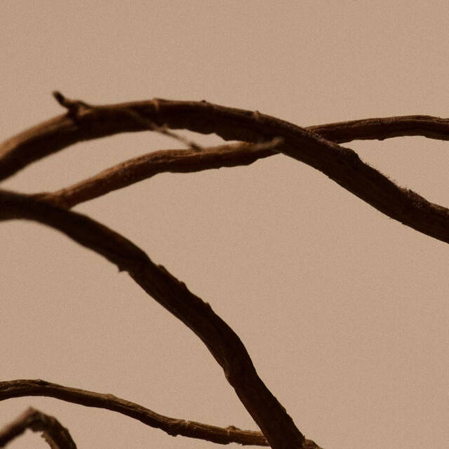 Dandelion Root Image