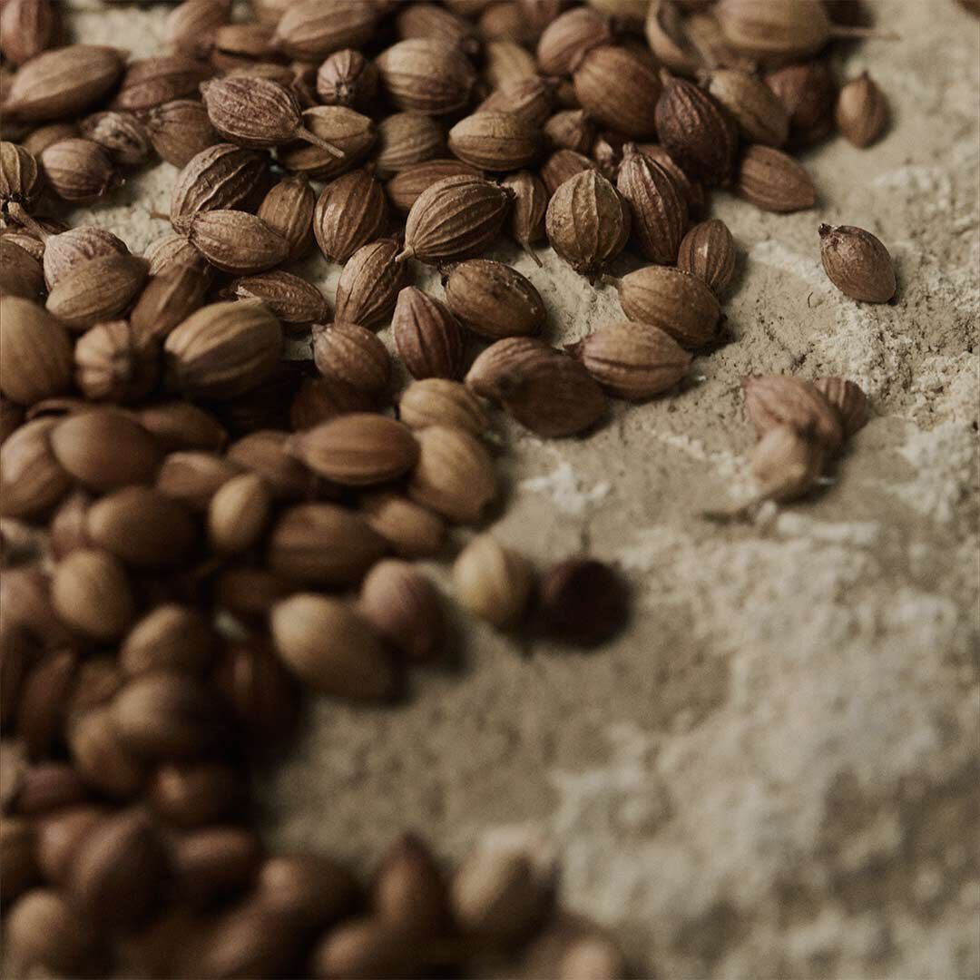 Close-up of coriander seeds scattered across a pale textured surface.
