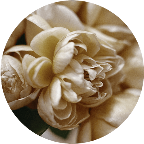Ingredient Image