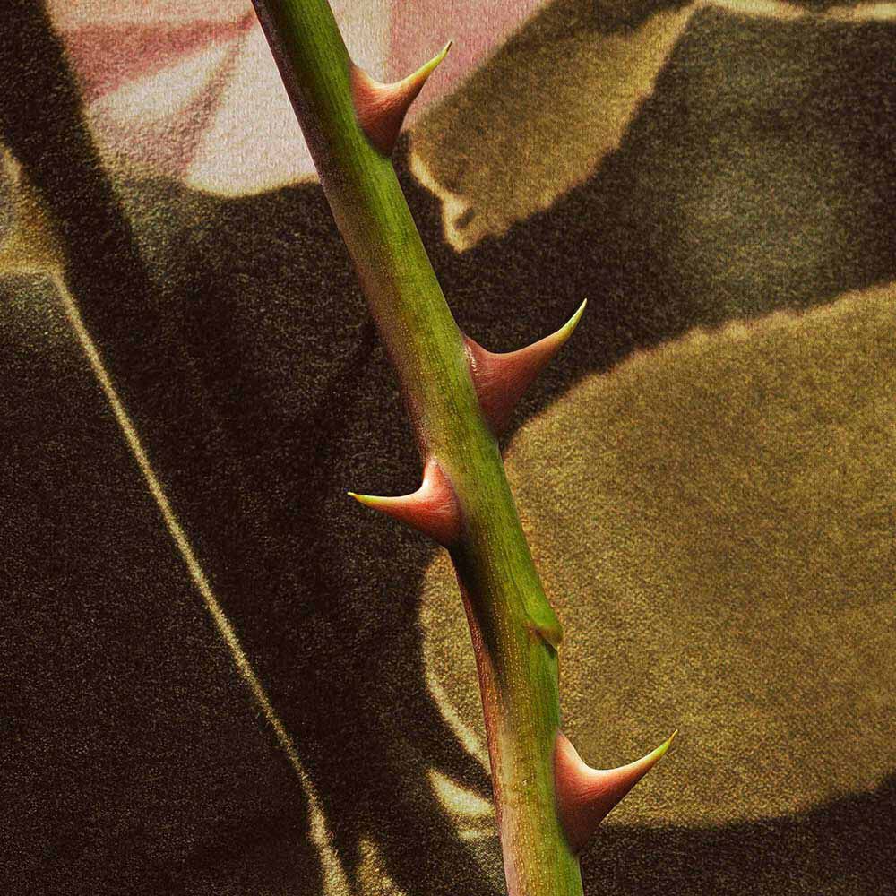 Thorny rose stem against a dark brown background.