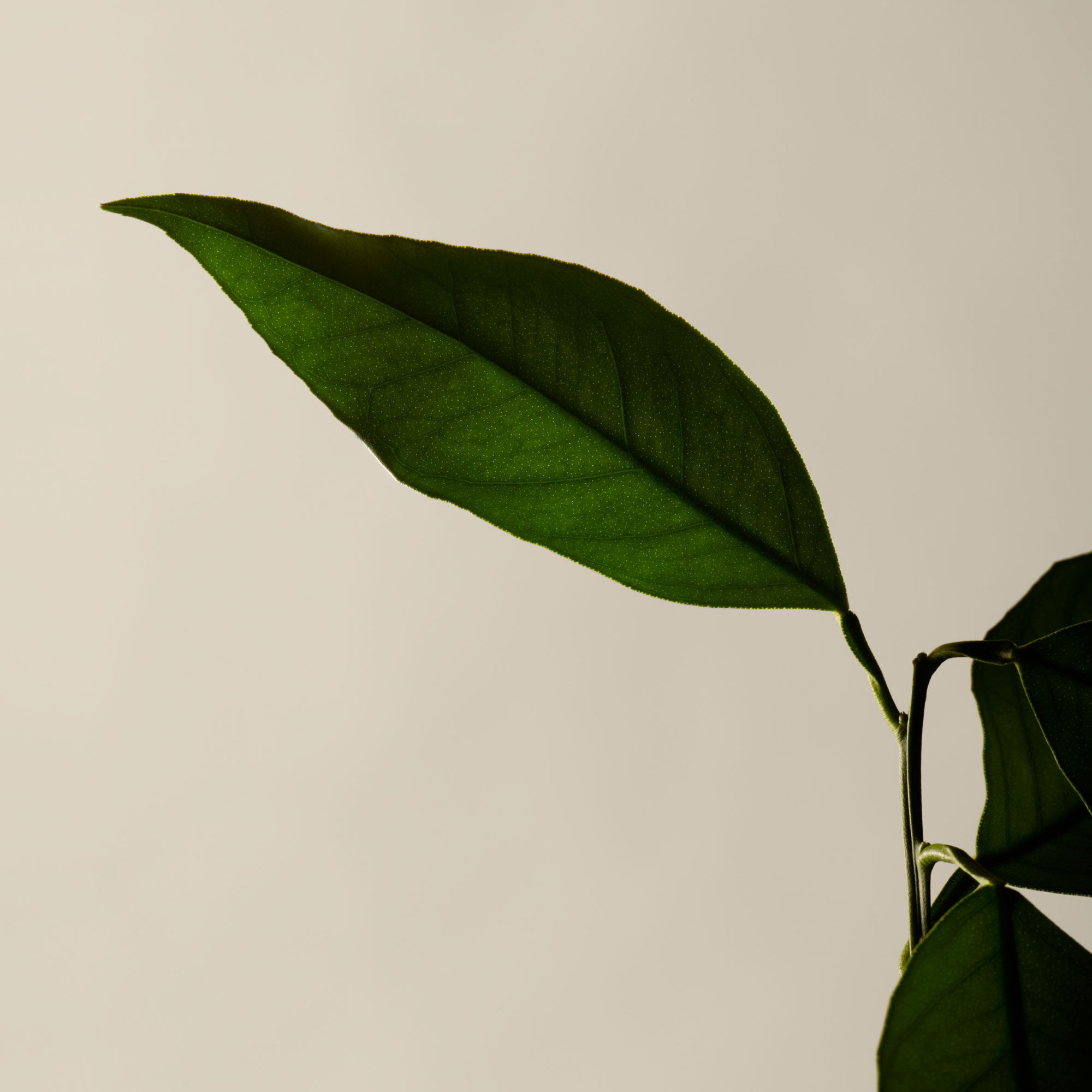 Reverence Aromatique Hand Wash