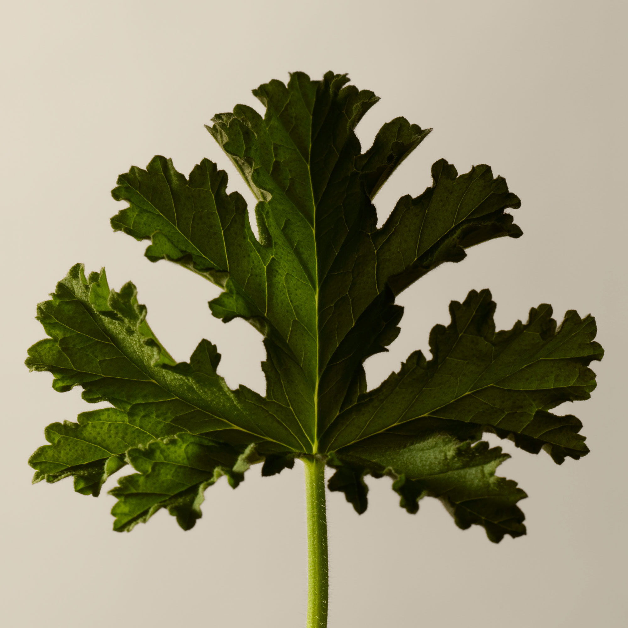 Geranium Leaf Hydrating Body Treatment