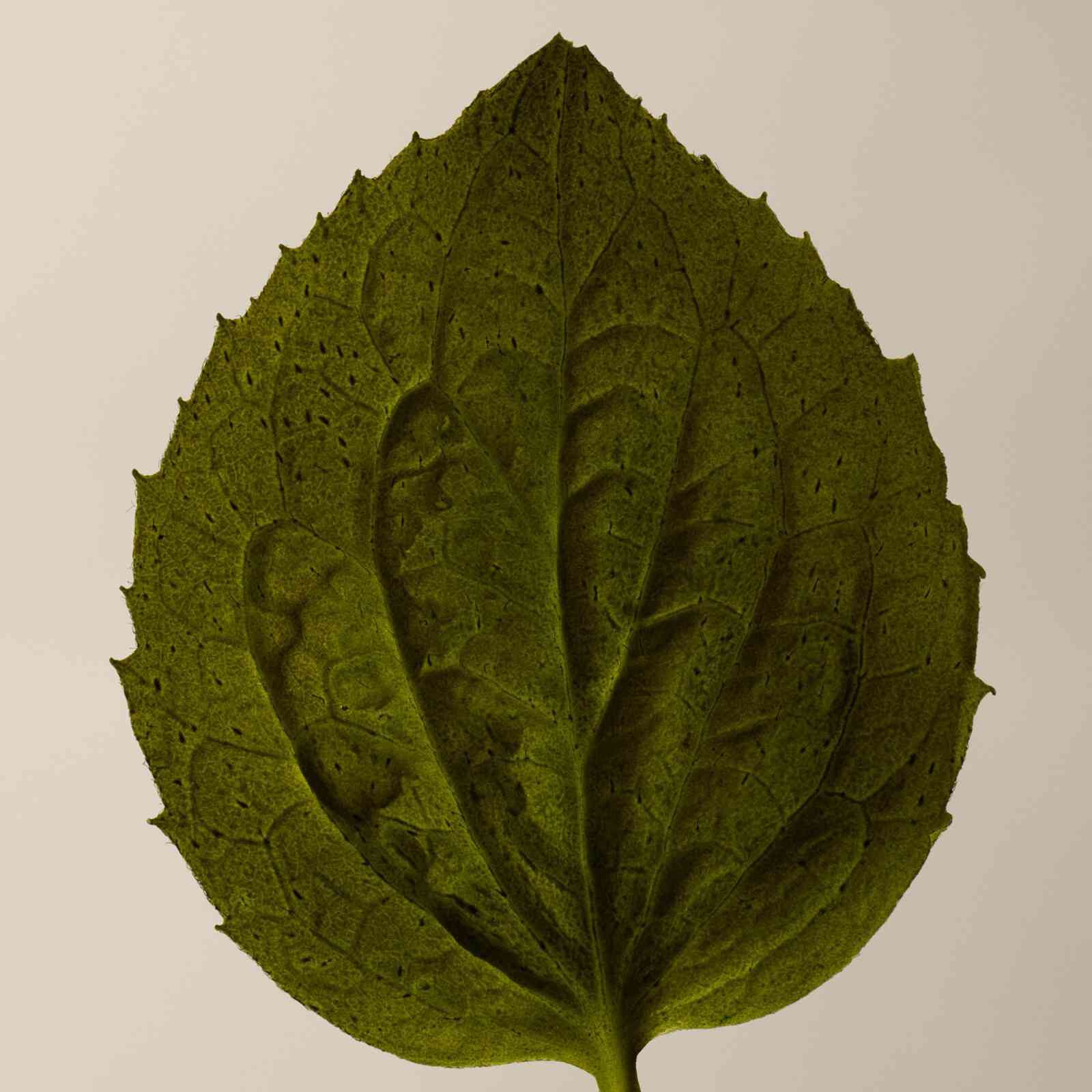 Coriander Seed Body Cleanser