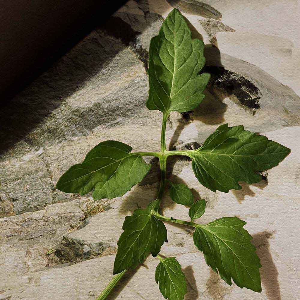 Green leafy sprig lying on a pale stone surface with dark veining.