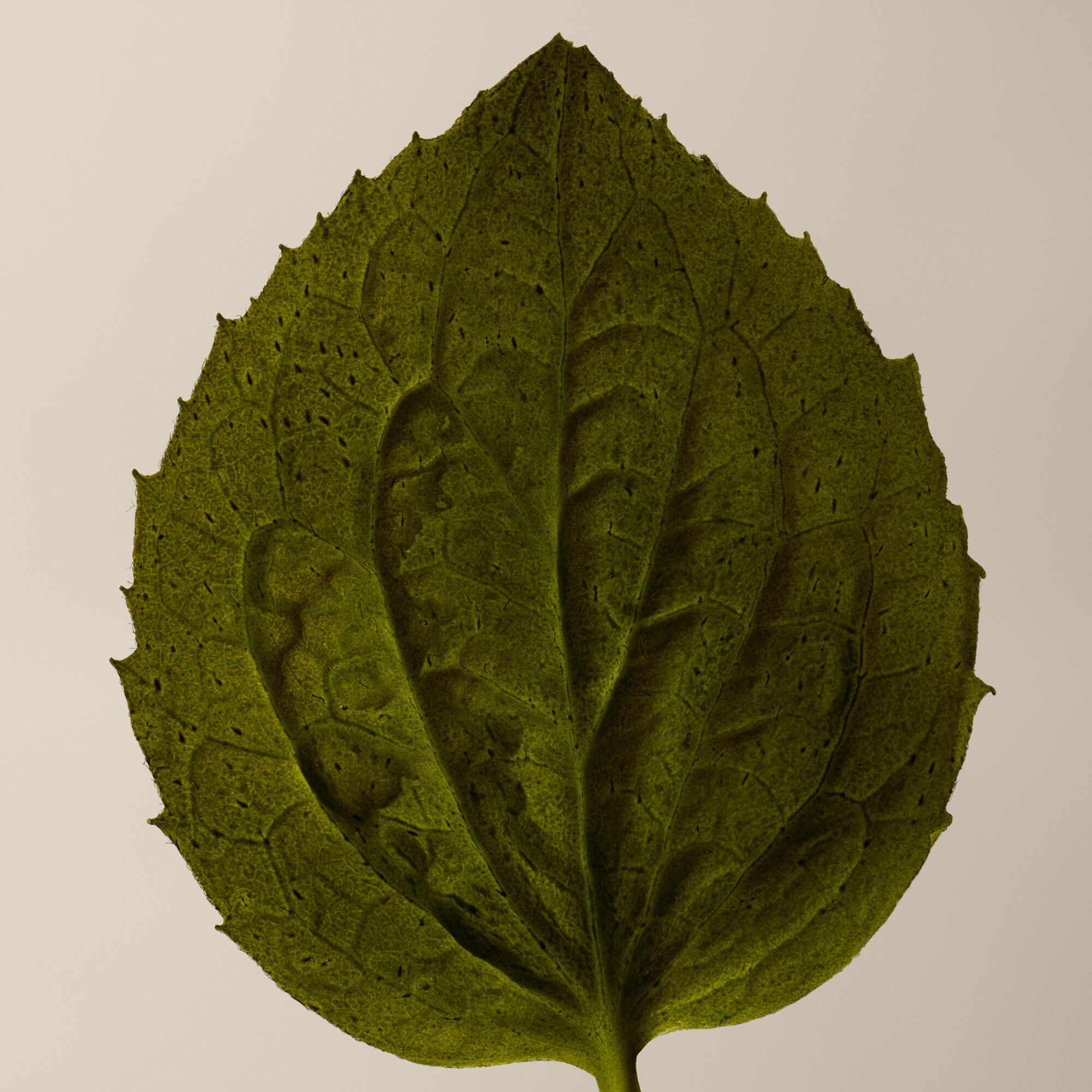 Eleos Nourishing Body Cleanser